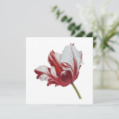 Carte Tulipe Parrot 10x (Debout devant)