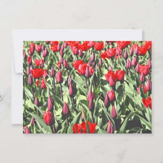 Carte tulipe rouge (Devant)
