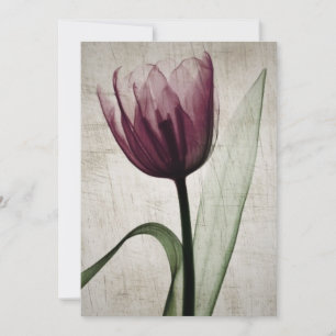 Carte Tulipe vintage X-Ray