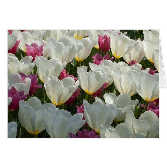 Carte Tulipes blanches (Devant horizontal)