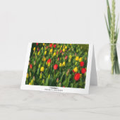 Carte Tulipes colorées (Dos)