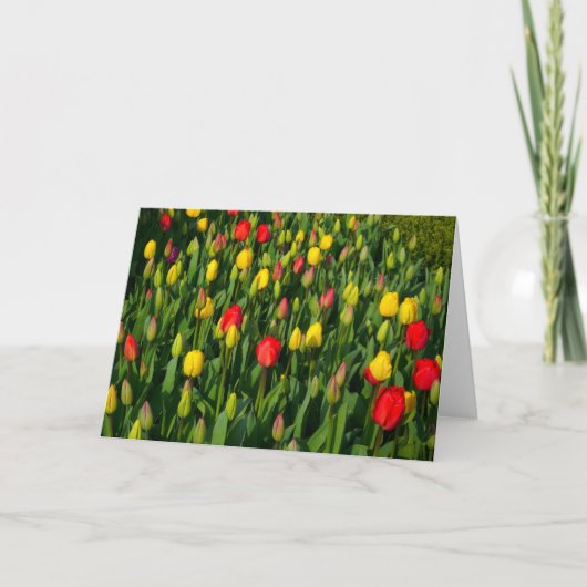 Carte Tulipes colorées (Devant)