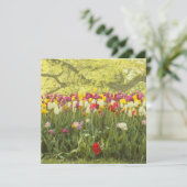 Carte Tulipes colorées dans un parc (Debout devant)