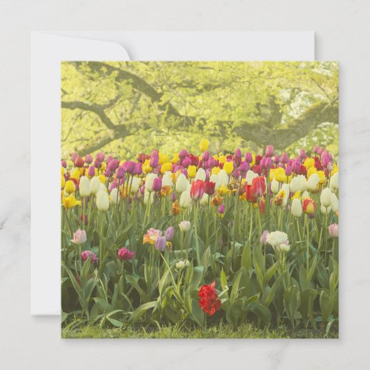 Carte Tulipes colorées dans un parc (Devant)