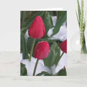Carte Tulipes dans la neige