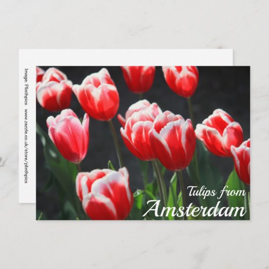Carte Tulipes de Amsterdam Card (Devant / Derrière)