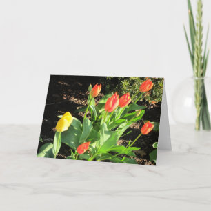 Carte Tulipes de printemps