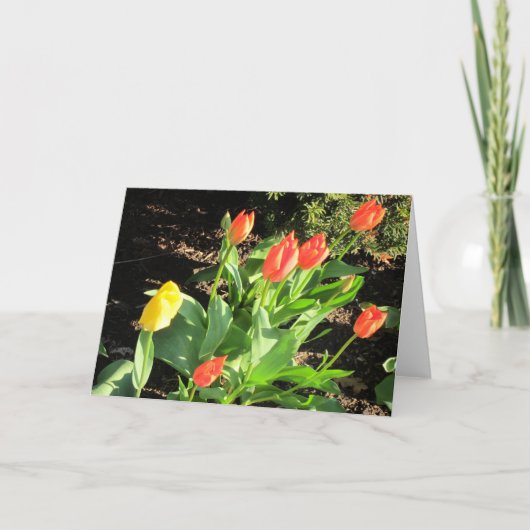 Carte Tulipes de printemps (Devant)