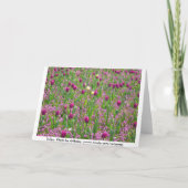 Carte Tulipes et autres fleurs (Dos)