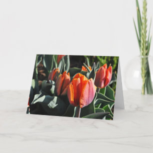 Carte Tulipes orange 1