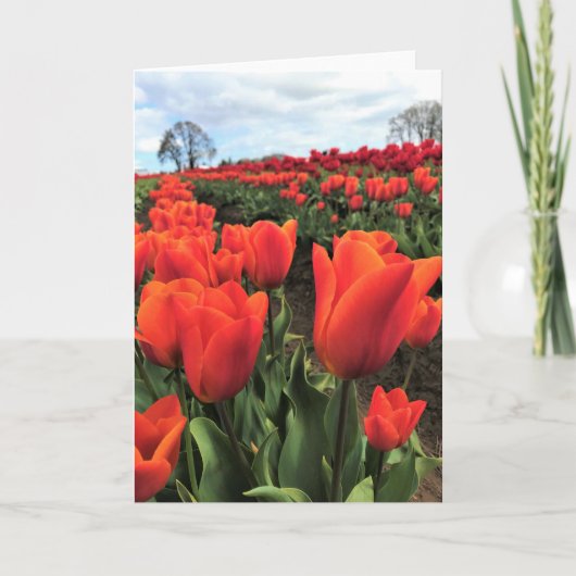 Carte Tulipes orange dans un champ, Oregon (Devant)