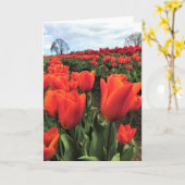 Carte Tulipes orange dans un champ, Oregon (Fleur jaune)