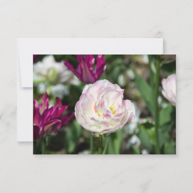 Carte Tulipes rose vif par jour ensoleillé (Devant)