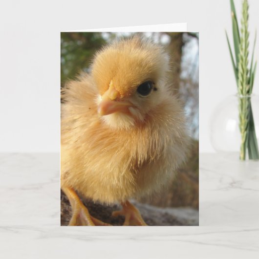 Carte Turkin Chick (Devant)