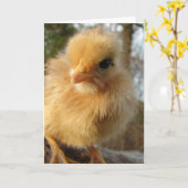 Carte Turkin Chick (Fleur jaune)