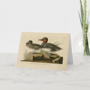 Carte Turquoise d'ailée verte américaine d'Audubon