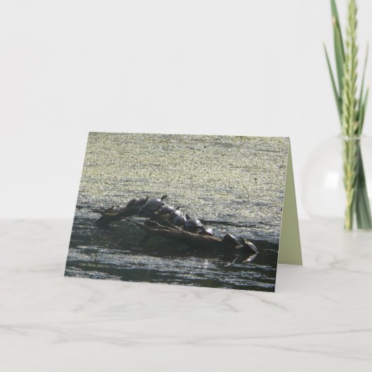 Carte Turtles Turn (Devant)