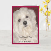 Carte Un anniversaire maltais pour tous (Fleur jaune)