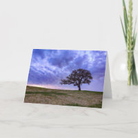 Un arbre solitaire