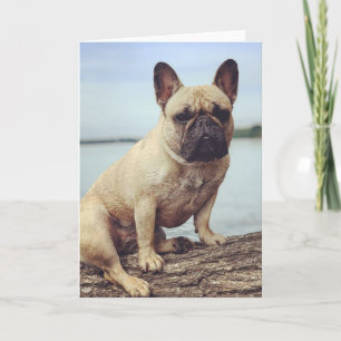 Carte Un Bulldog français