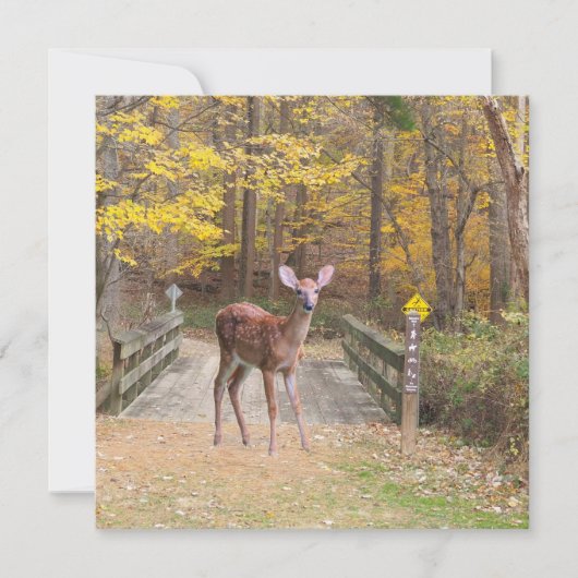 Carte Un cerf dans le parc (Devant)