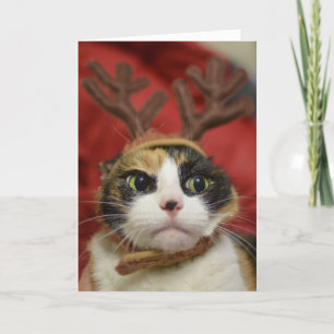Carte Un chat en bois de rennes