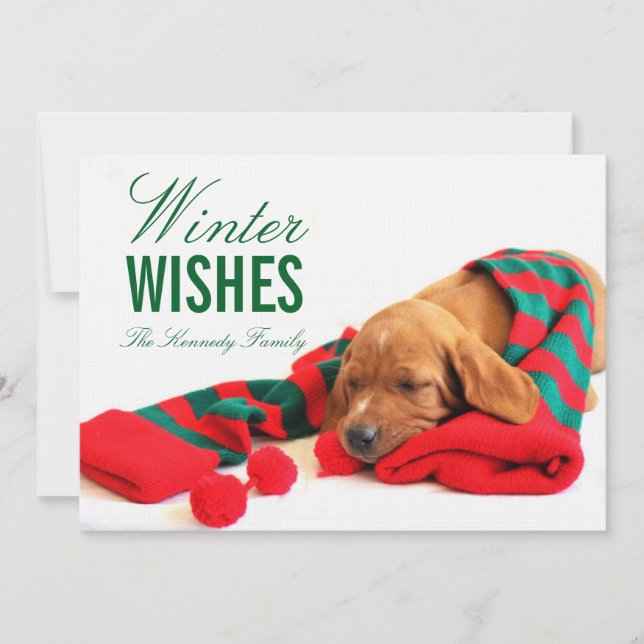 Carte Un chiot mixte de Vizsla (Devant)
