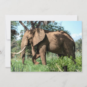 Carte Un éléphant africain au Safari