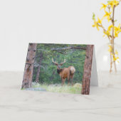 Carte Un Elk regarde en arrière | Montagnes Rocheuses (Fleur jaune)