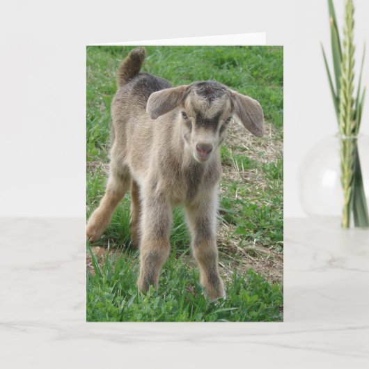 Carte Un enfant de Nubian Billy à un jour (Devant)