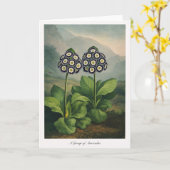 Carte Un groupe d'auricules — Réinterprétation botanique (Fleur jaune)