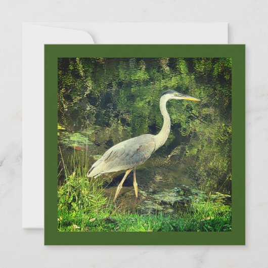 Carte Un héron bleu (Devant)