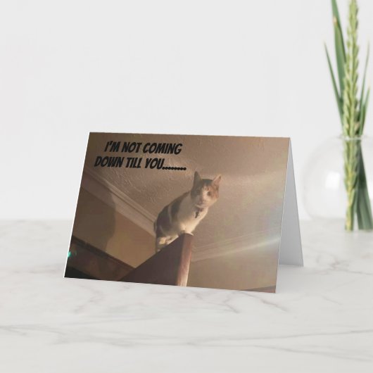 CARTE UN SÉRIEUX CHAT DIT "JOLI ANNIVERSAIRE" (Devant)