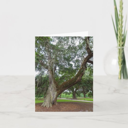 Carte Un Vieux Chêne (Devant)