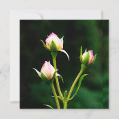 Carte Une fleur de rosebud (Devant)