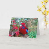 Carte Une photo en couleur d'un Crimson Rosella. (Fleur jaune)