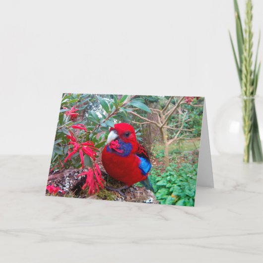 Carte Une photo en couleur d'un Crimson Rosella. (Devant)