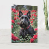 Carte "Une rose rouge pour le Terrier écossais noir" (Dos)