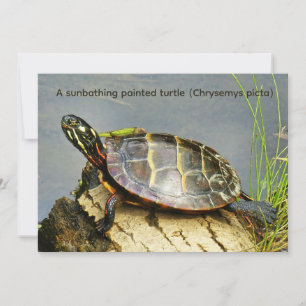 Carte Une tortue peinte prenant un bain de soleil