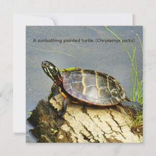 Carte Une tortue peinte prenant un bain de soleil