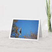 Carte Urubu à Tête Rouges Au-Dessus Des Arbres (Devant)