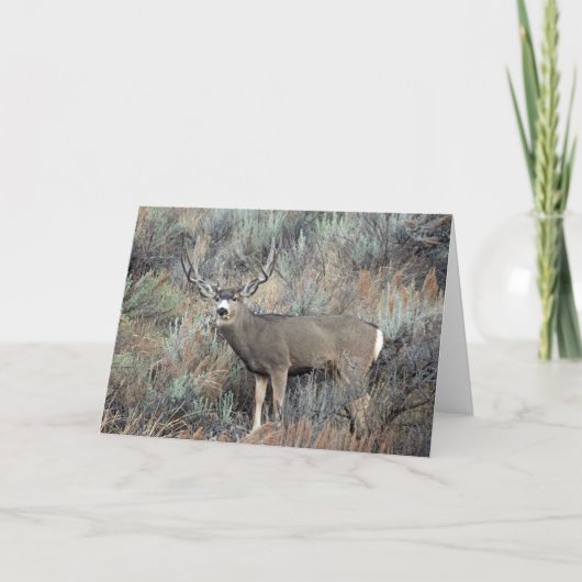 Carte Utah mule deer buck (Devant)