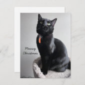 Carte vacances Cat (Devant / Derrière)