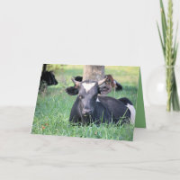 Vache