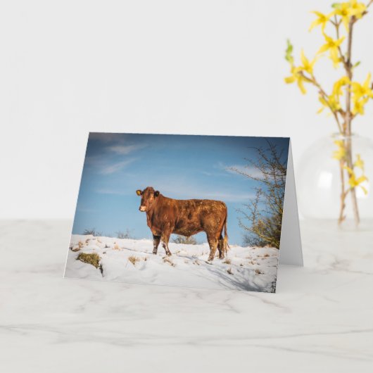 Carte Vache Brown dans un champ couvert de neige (Fleur jaune)