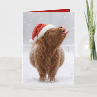 Vache des Highlands de Noël attrapant des flocons
