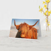 Carte Vache écossaise des Highlands - Écosse (Fleur jaune)
