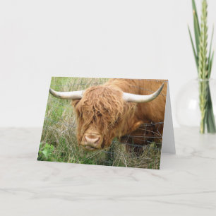 Carte Vache Shaggy Highland