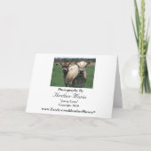 Carte Vaches du Jersey (Dos)