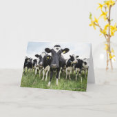 Carte Vaches se tenant dans une rangée regardant (Fleur jaune)